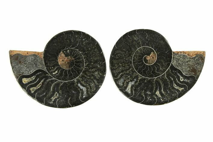 Cut & Polished Ammonite Fossil - Unusual Black Color #296287